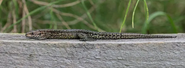 Sortie nature - Reptiles du Haut-Doubs