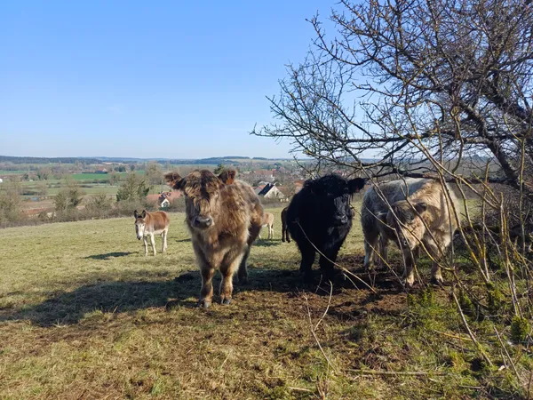 Rencontre avec notre troupeau, Saint Romain - La Rochepot