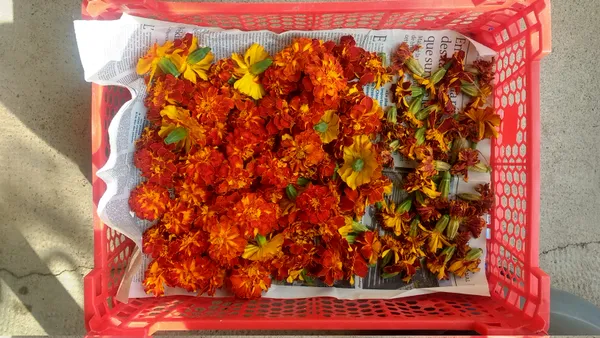 Stage de teinture végétale : Les couleurs cachées des plantes
