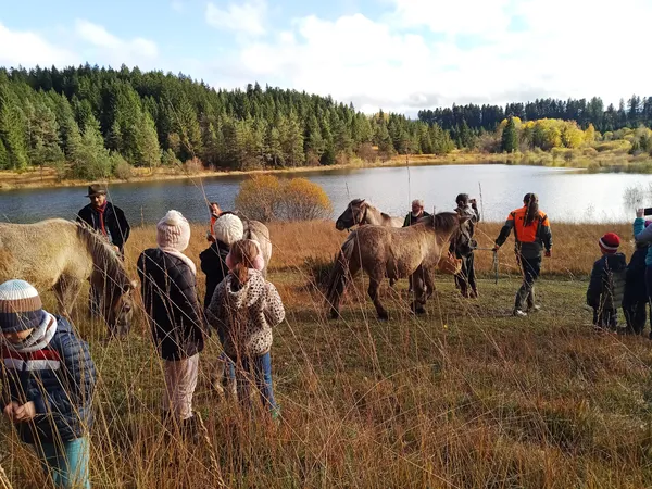 Sortie nature : Au pas des Konik
