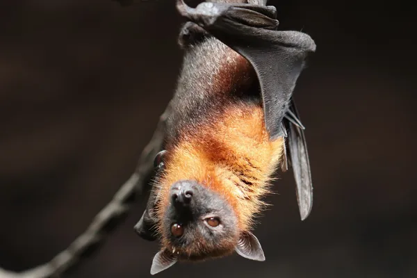 Nuit internationale de la chauve-souris