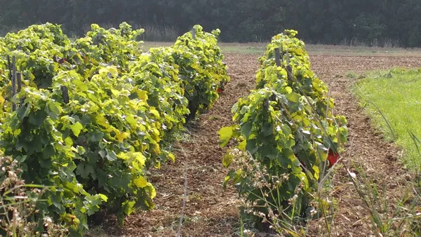 Randonnée des vignes