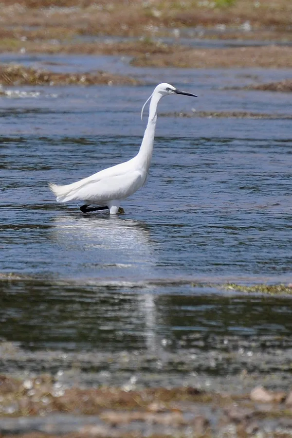 Oiseau