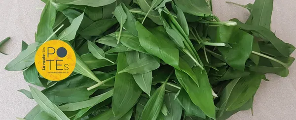 Avec mes voisins, le plantain et le jardin, on fait notre cinéma
