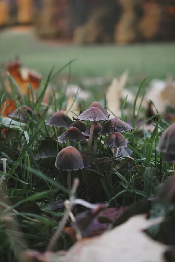 Les champignons, des goûts et des couleurs