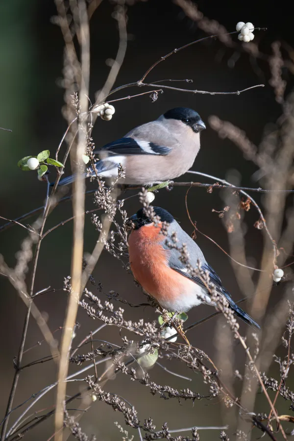 Oiseaux hivernants