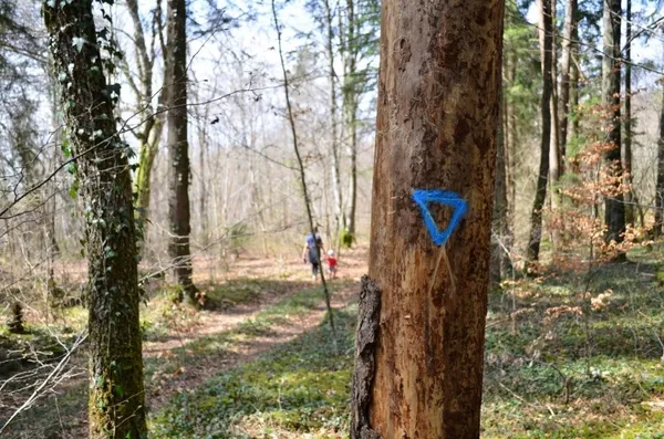 Mission biodiversité : les secrets des arbres bio au Parc national de forêts
