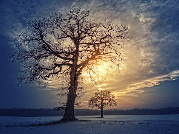 Balade nature symbolique L'HIVER