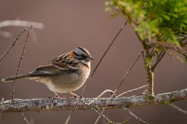 Observation des oiseaux