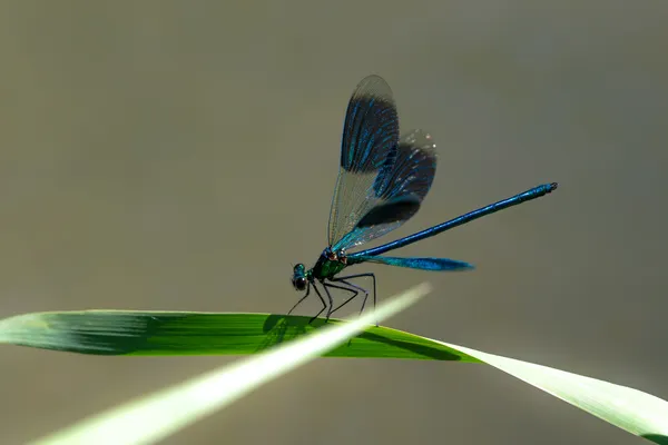 Le safari des petites bêtes