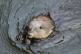 Sortie nature : En bateau à la rencontre des castors