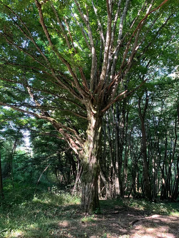 Sortie nature : Les arbres communiquent