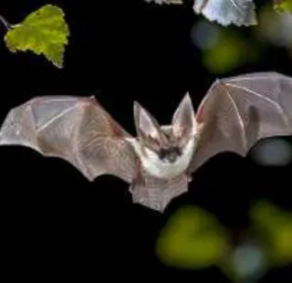 A la rencontre des chauve-souris