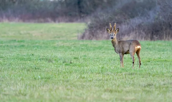 Conférence : "Traces et indices de la faune sauvage"