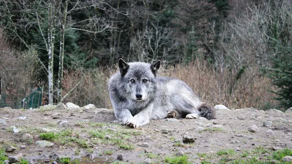 Entre chien et loup