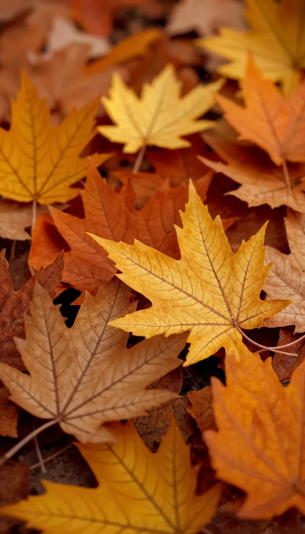 Fête de l’automne au 19 Crac