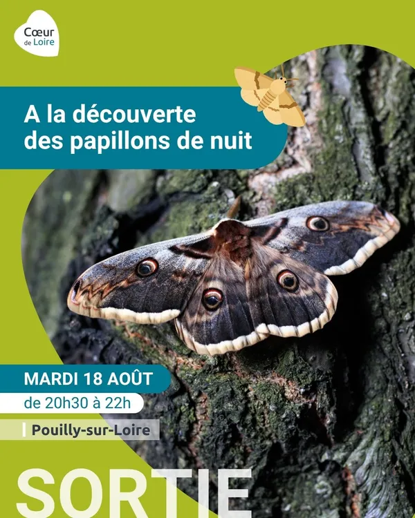 Club nature adulte - sortie "A la découverte des papillons de nuit"