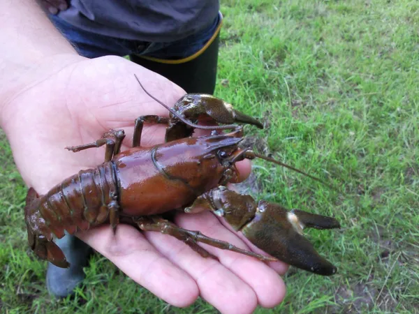 Initiation pêche à l’écrevisse