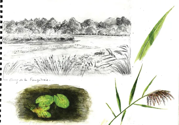 Croquis nature