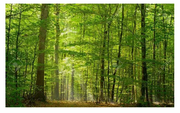 Promenade en forêt