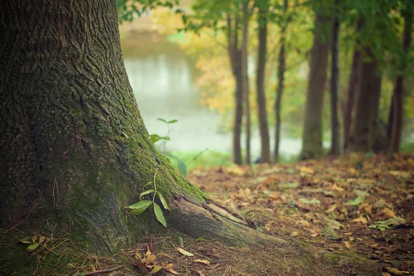 Feuilles d'automne en famille