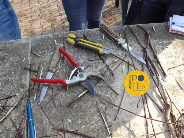 Atelier Greffage au jardin