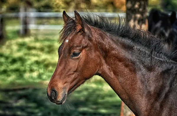Journées portes ouvertes à la Ferme Equestre du Berger