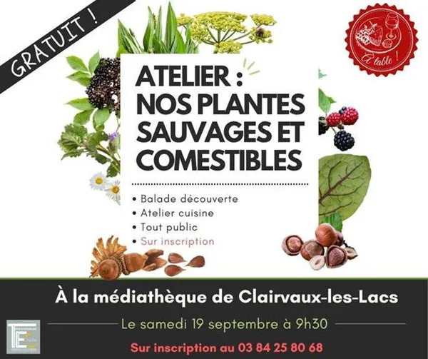 Atelier plantes sauvages et comestibles