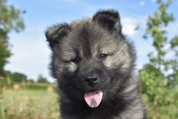 Nationale d'élevage Eurasier