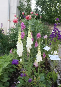 Visite du jardin du curé