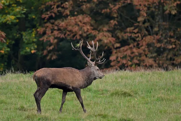 Soirée brame du cerf