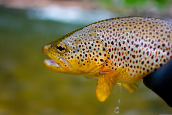 Matinée Pêche à la truite