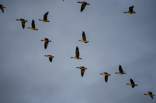 Sortie nature "L'ornithologie à la portée de tous"