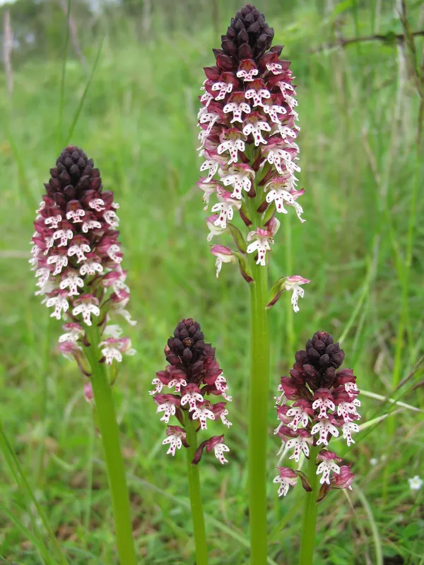 Randonnée " Les Orchidées du soleil" départ de Bucey-lès-Gy