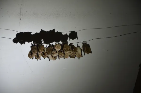 Nuit de la chauve-souris à Limanton, Mardi 21 juillet