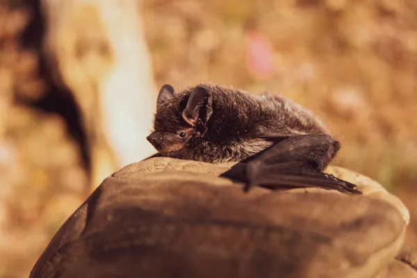 A la découverte des chauves-souris de la vallée du Cusancin