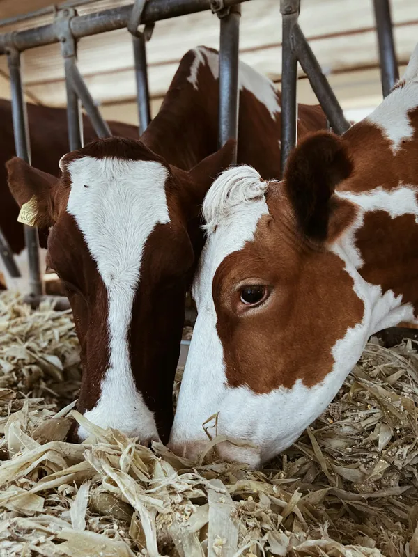 Au cœur de nos fermes jurassiennes 2026