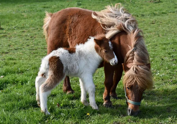 Stage poney avec goûter