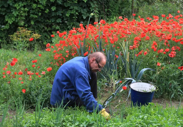 Atelier "Cuisine au jardin"