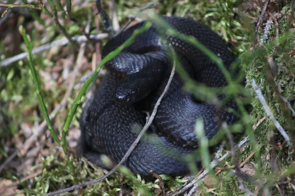 Sortie naturaliste : amphibiens et reptiles