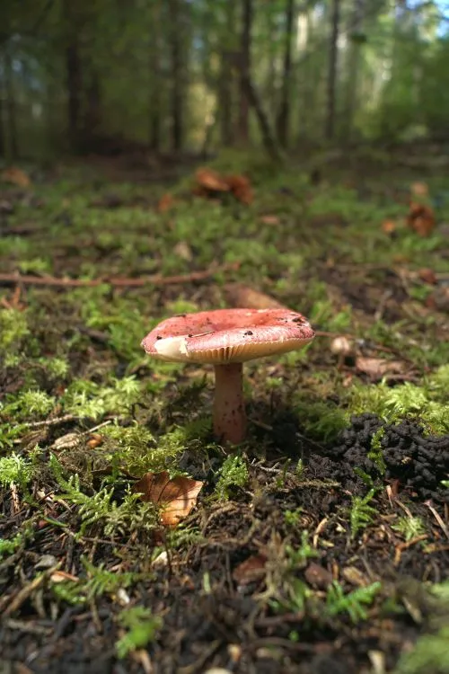 Sortie champignons