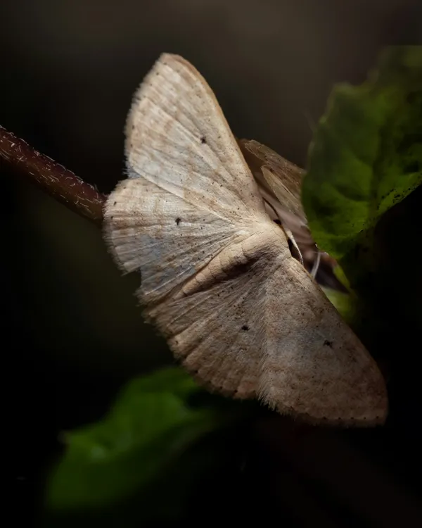 Les papillons nocturnes