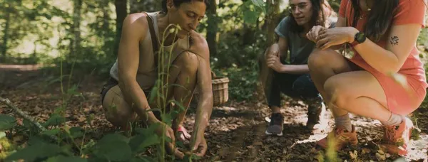 Plantes sauvages
