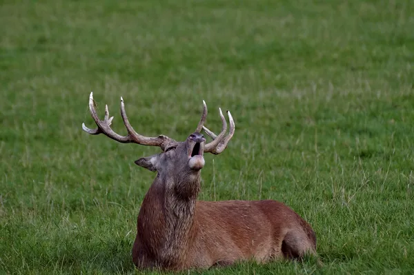 Sortie nature : Brame du cerf à la lanterne