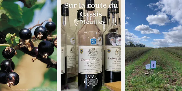 Voyage sur la route du cassis