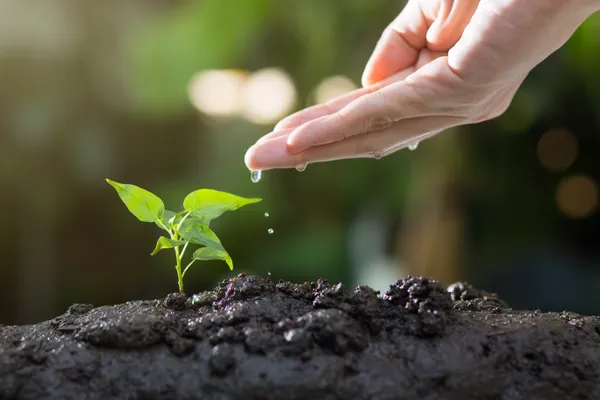 Chantier Participatif d'Agroforesterie - "Plantons des arbres ensemble !"