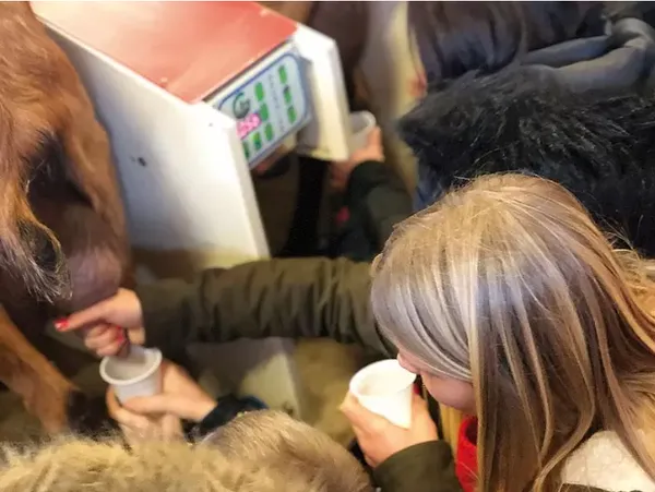 A la découverte de la traite des chèvres