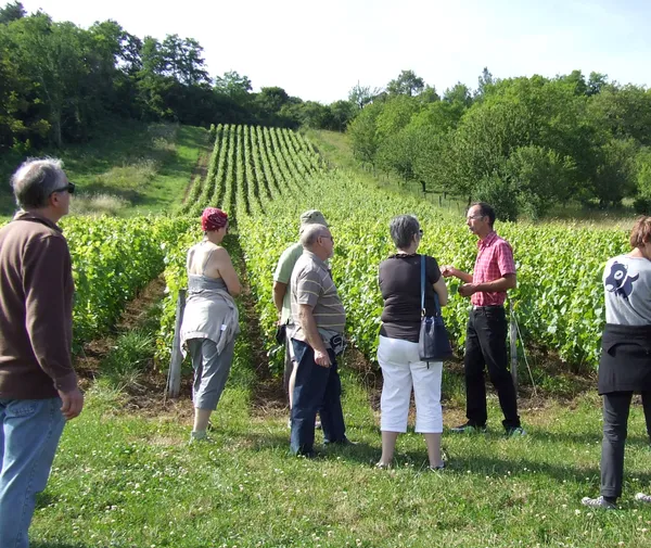 Visite-découverte "De la vigne au vin"