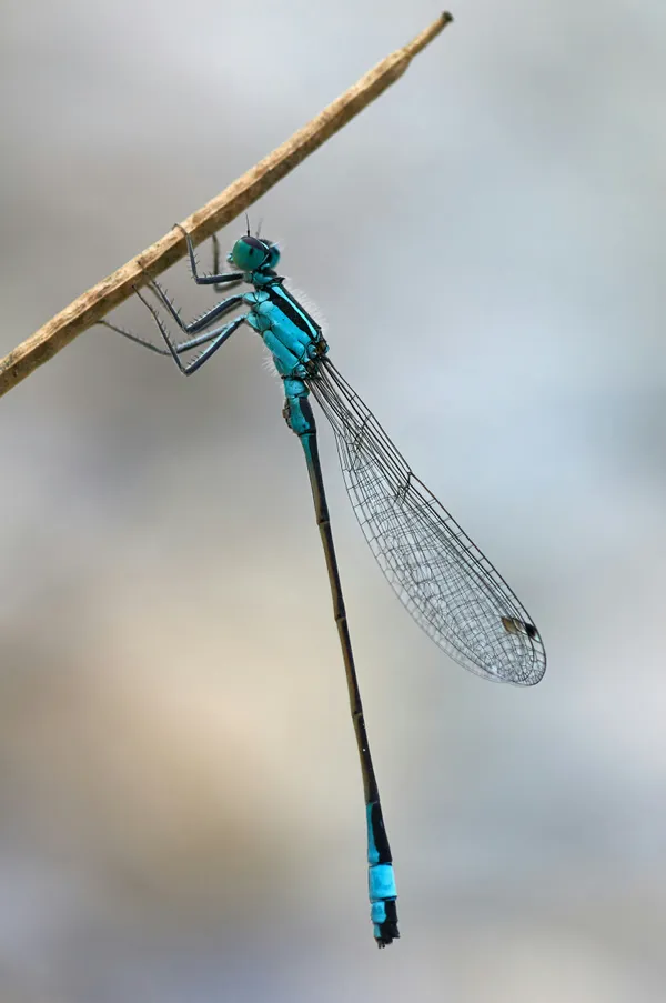 Découverte et observation des libellules aux Etangs d'Or