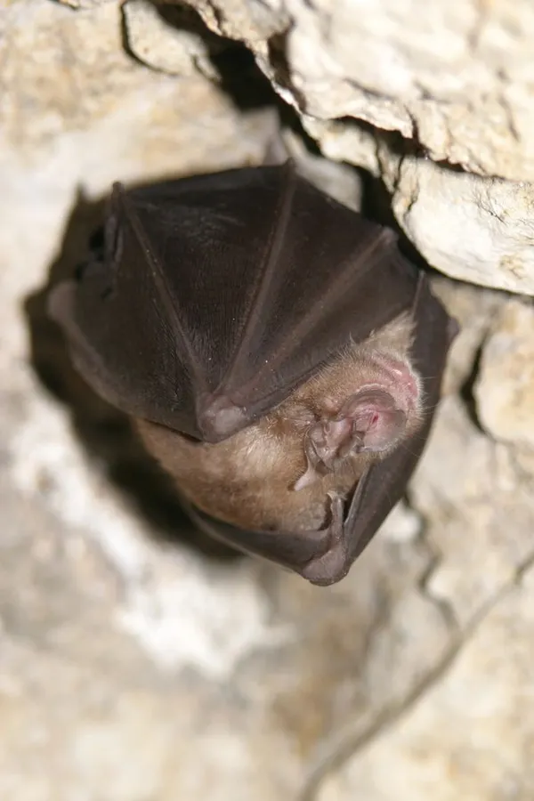 La nuit de la chauve-souris